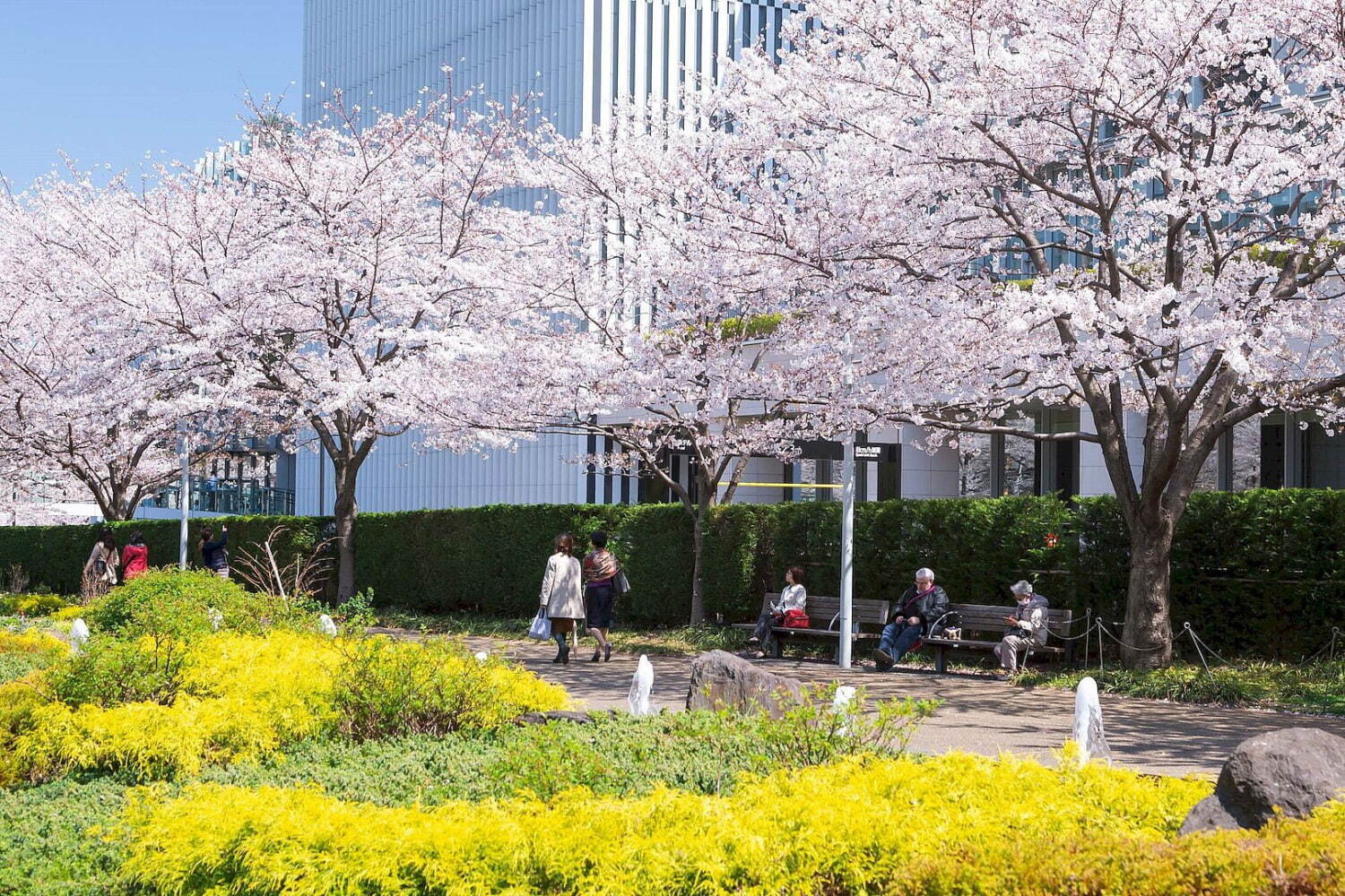 東京ミッドタウンの春イベント「ミッドタウン ブロッサム」花々が咲く屋外ラウンジやフラワーショップ｜写真2