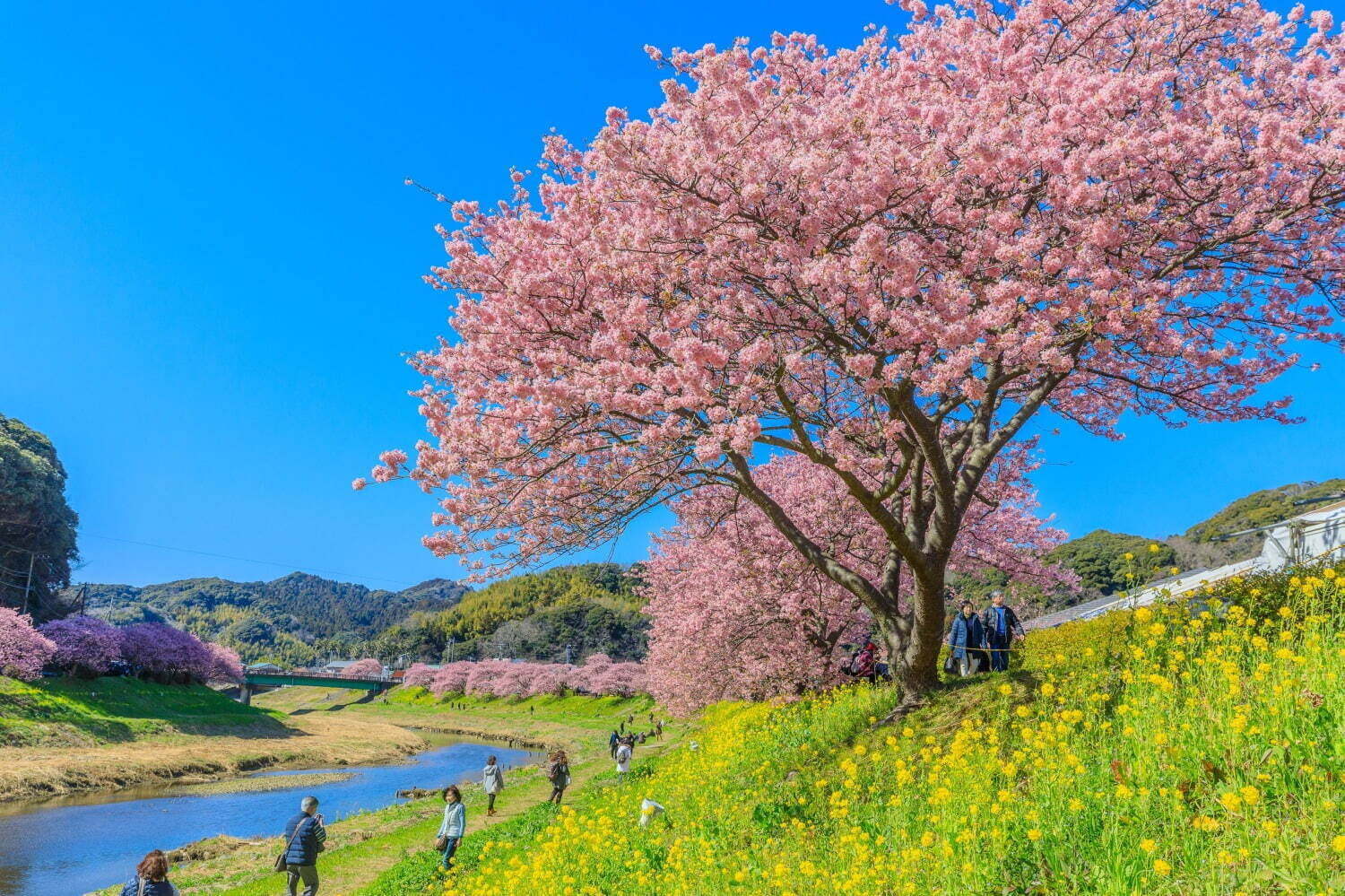 「全国のお花見イベント2022」“バラやネモフィラ”を愛でるフラワーガーデンなどおすすめ人気スポット｜写真2