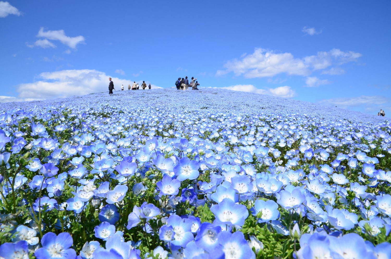 「全国のお花見イベント2022」“バラやネモフィラ”を愛でるフラワーガーデンなどおすすめ人気スポット｜写真9