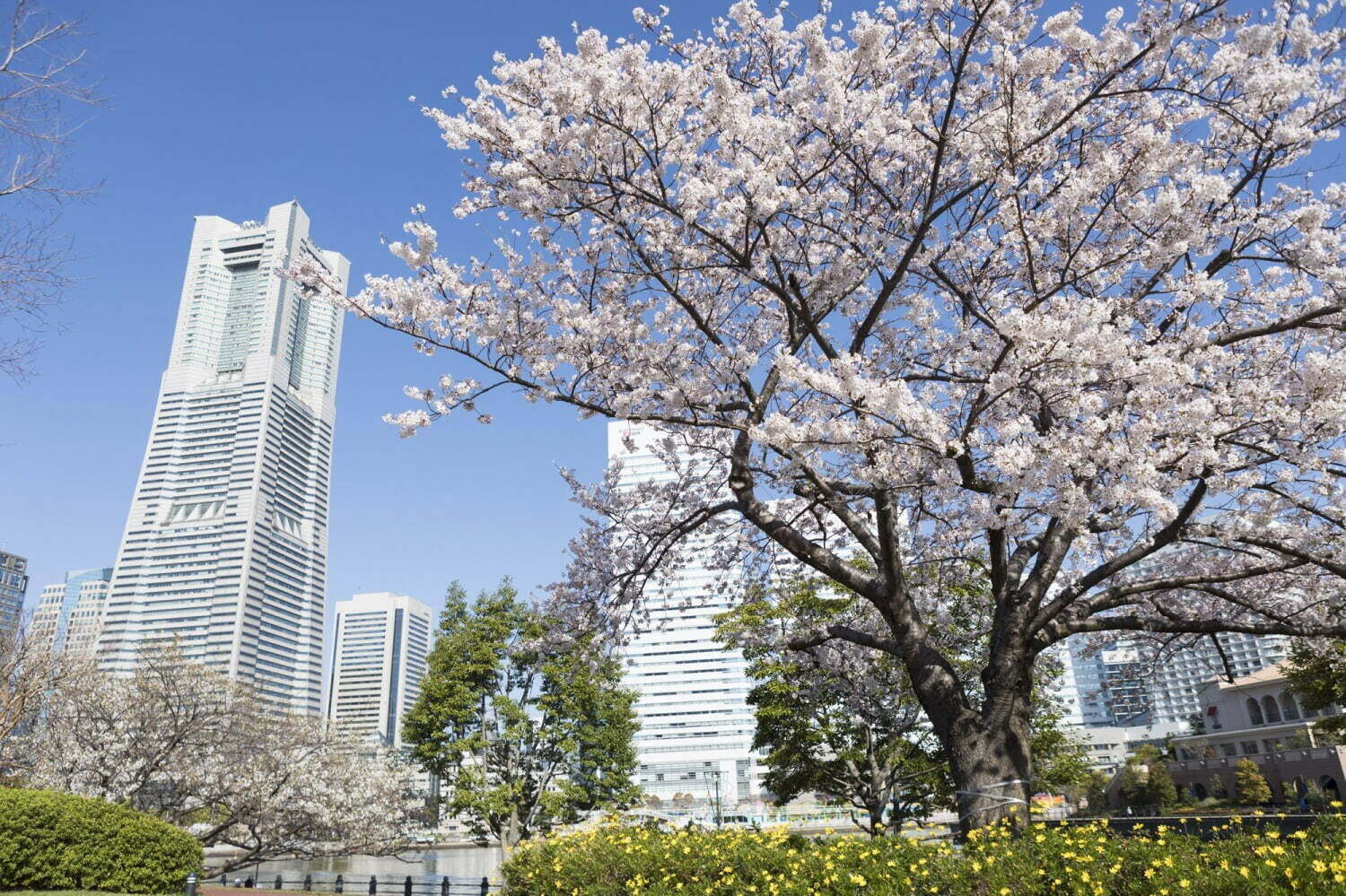 「全国のお花見イベント2022」“バラやネモフィラ”を愛でるフラワーガーデンなどおすすめ人気スポット｜写真15