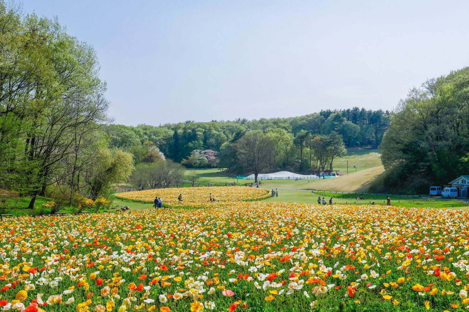 「全国のお花見イベント2022」“バラやネモフィラ”を愛でるフラワーガーデンなどおすすめ人気スポット｜写真24