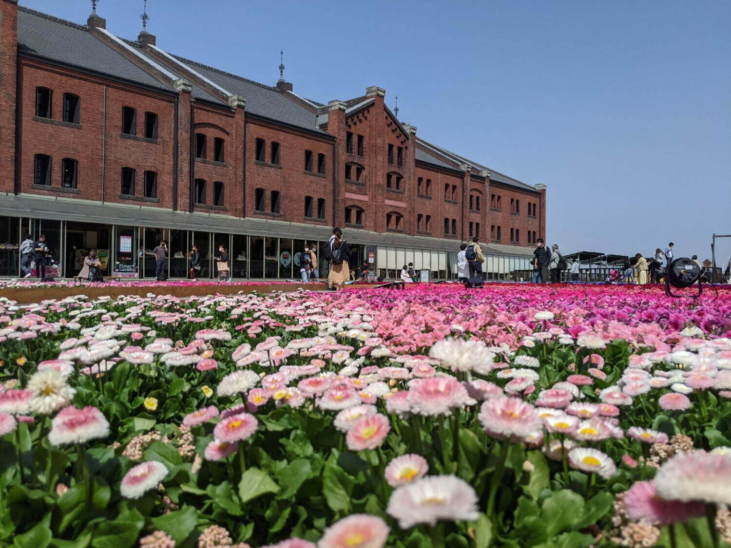 「全国のお花見イベント2022」“バラやネモフィラ”を愛でるフラワーガーデンなどおすすめ人気スポット｜写真11