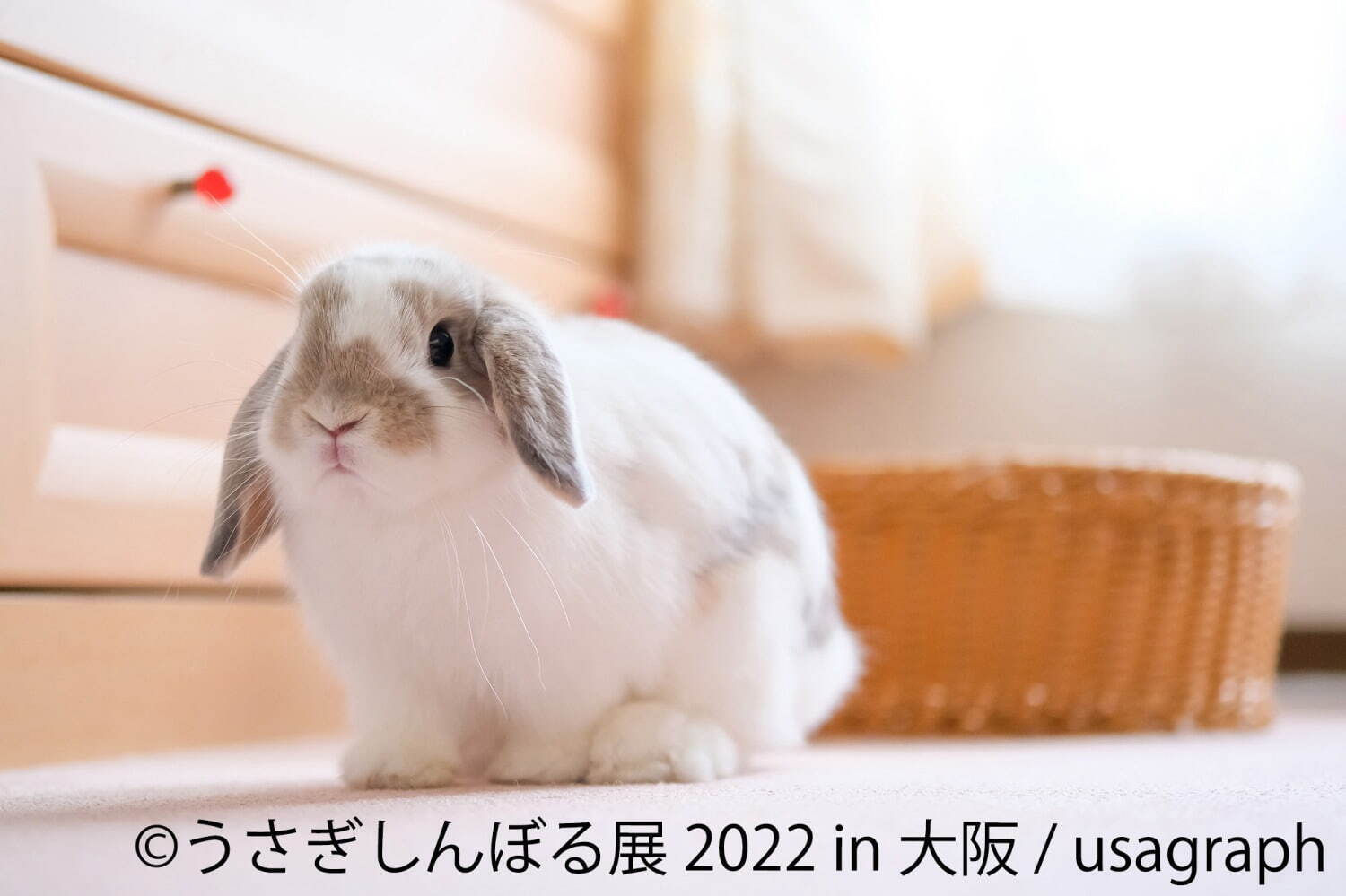 うさぎの合同写真展・物販展「うさぎしんぼる展」大阪で、300点以上の作品展示＆限定グッズ｜写真2