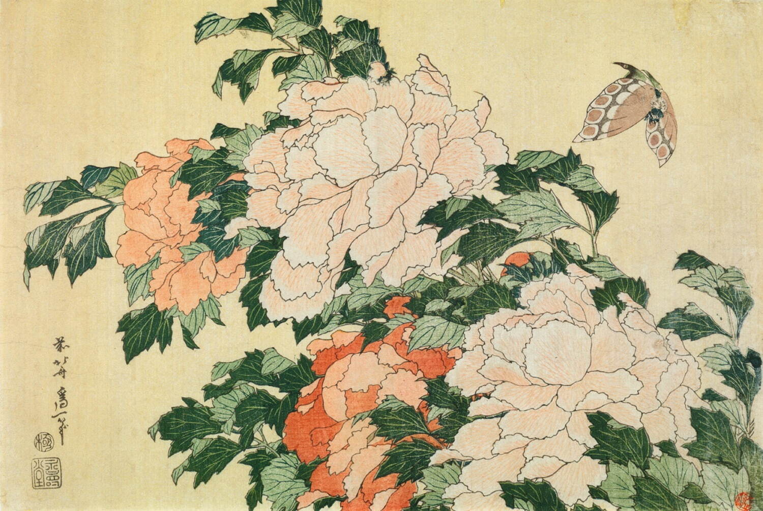 企画展 北斎花らんまん すみだ北斎美術館で 桜や梅 四季の 花 を描く浮世絵など約100点 ファッションプレス