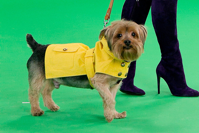 ラルフ ローレンが動物愛護イベント「The Dog Walk」 - 愛らしい