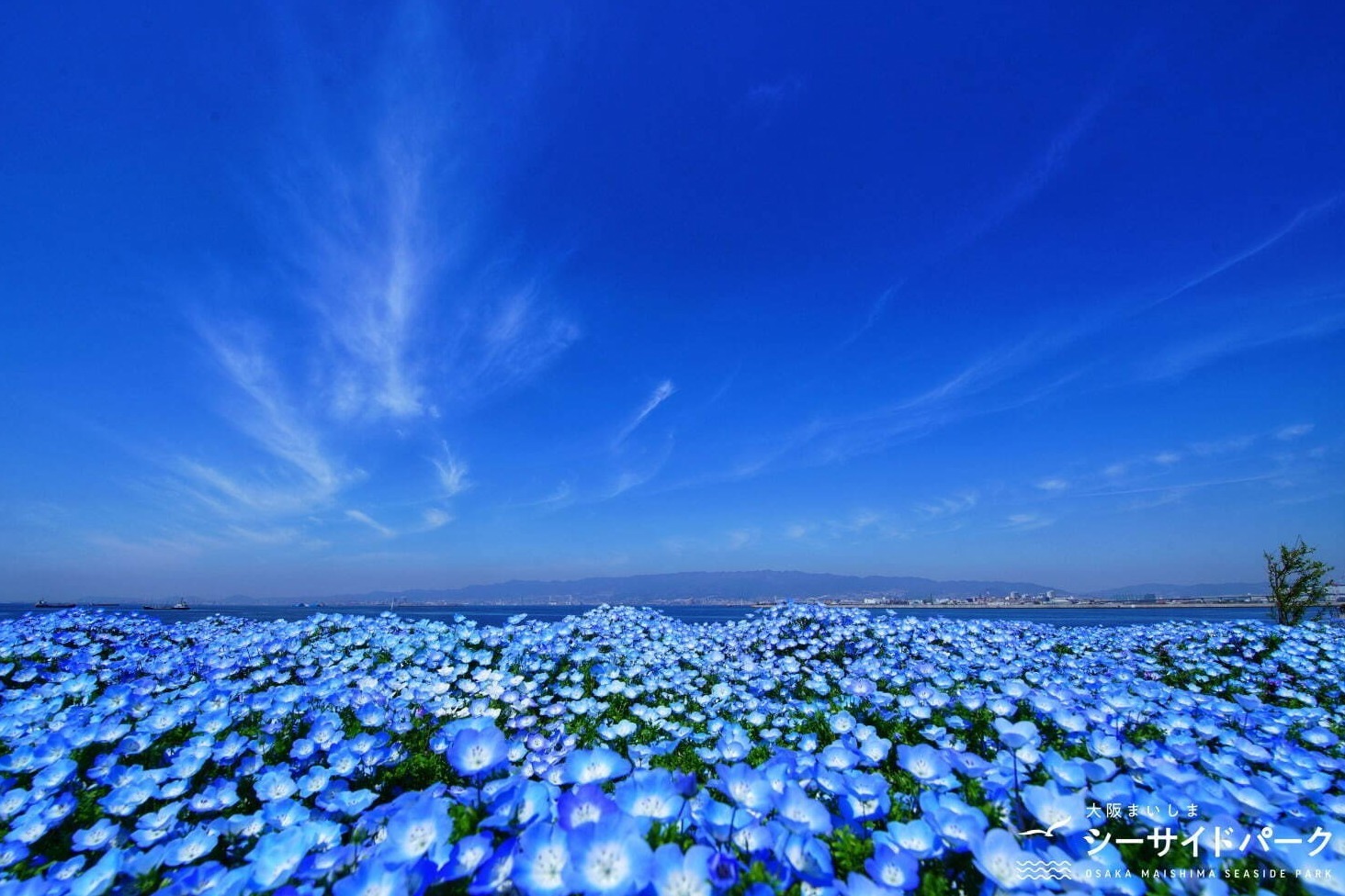大阪まいしまシーサイドパーク「ネモフィラ祭り 2022」
