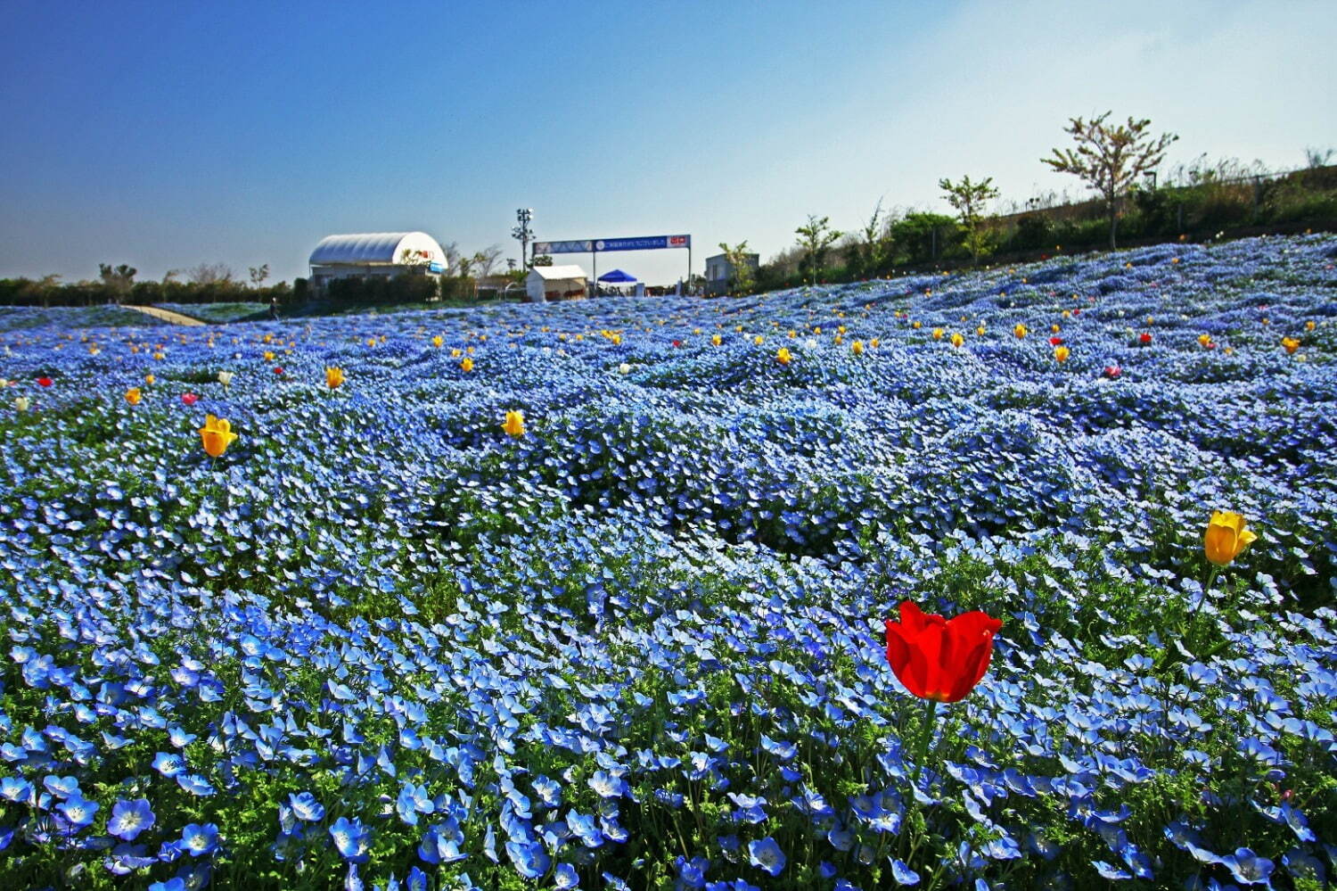 「ネモフィラ祭り 2022」大阪まいしまシーサイドパークで、ネモフィラ約100万株が咲く“青の絶景”｜写真6