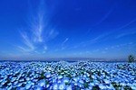 「ネモフィラ祭り 2022」大阪まいしまシーサイドパークで、ネモフィラ約100万株が咲く“青の絶景”