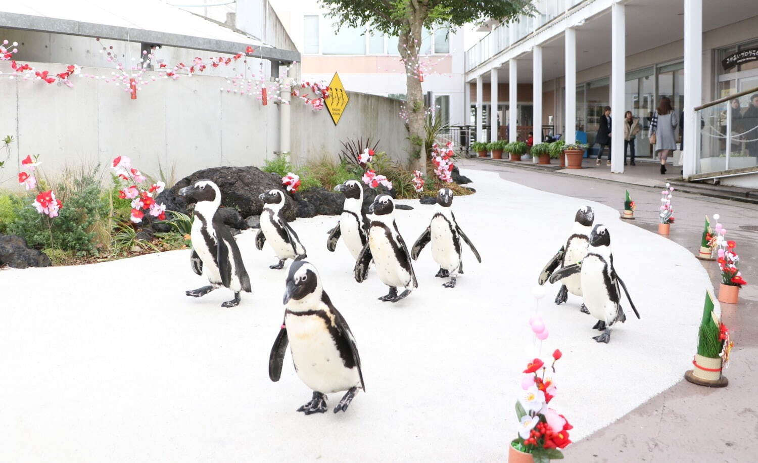 「ケープペンギンのお花見パレード」