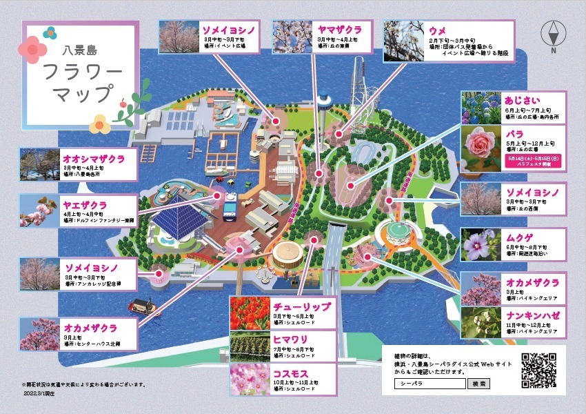 横浜・八景島シーパラダイス春イベント「＃はなパラ」大水槽を舞う桜色のイワシやペンギンのお花見パレード｜写真13