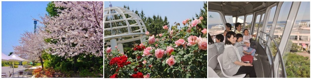 横浜・八景島シーパラダイス春イベント「＃はなパラ」大水槽を舞う桜色のイワシやペンギンのお花見パレード｜写真14