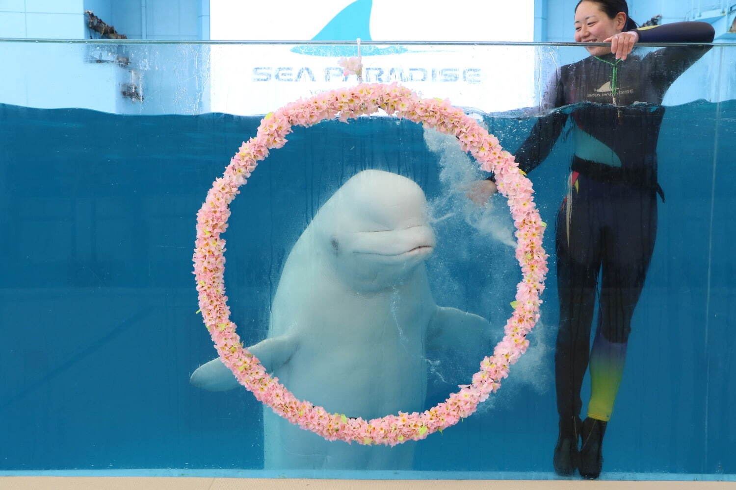 横浜・八景島シーパラダイス春イベント「＃はなパラ」大水槽を舞う桜色のイワシやペンギンのお花見パレード｜写真10