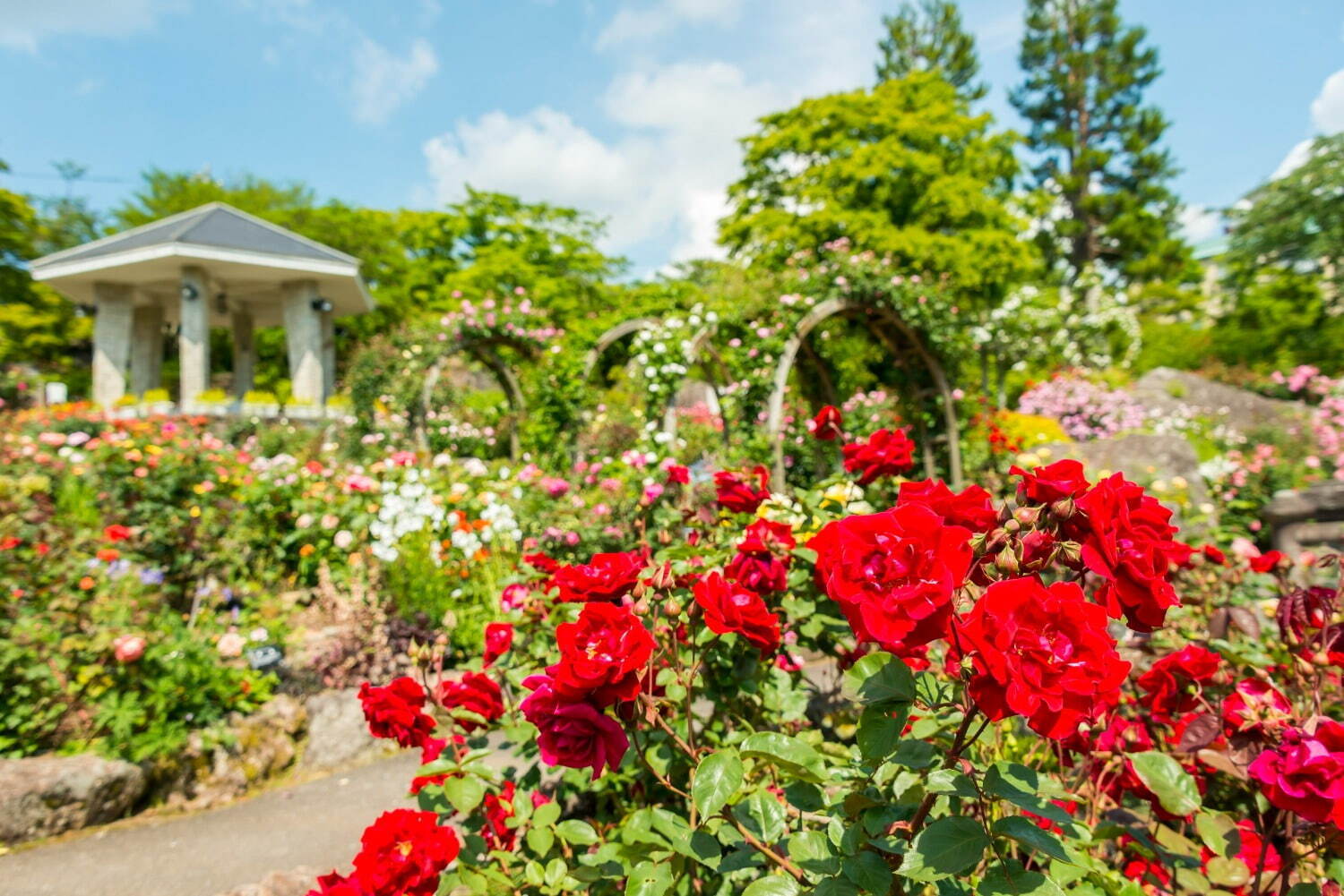 箱根強羅公園、箱根の深緑とバラのコントラスト