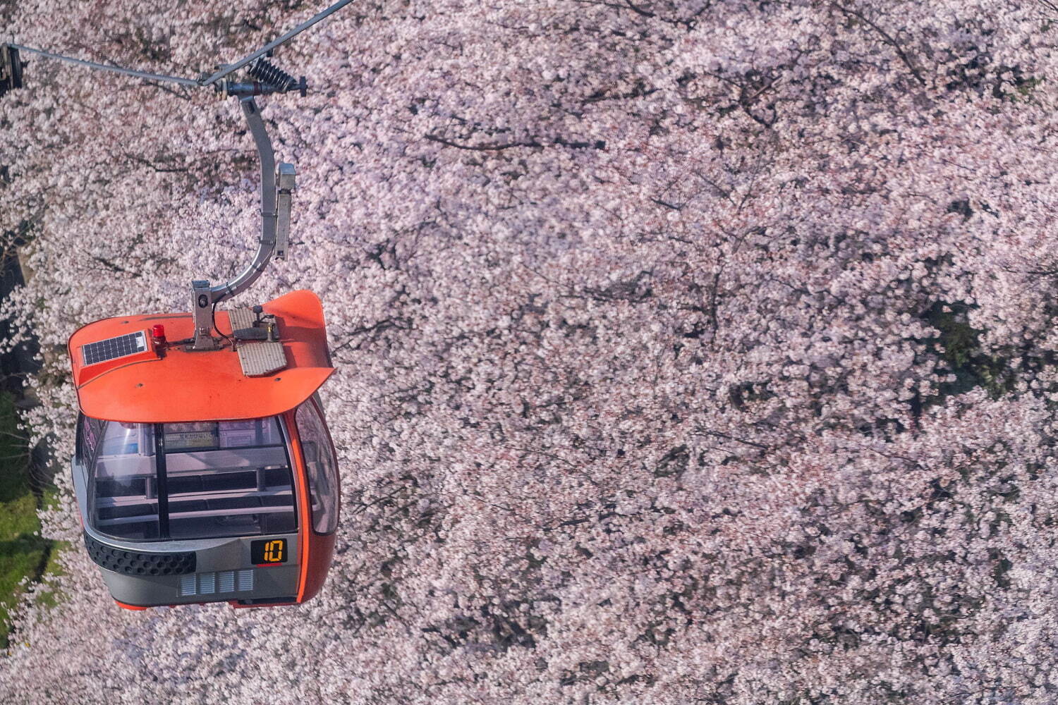 よみうりランド 夜桜ジュエルミネーション 桜並木 宝石色イルミネーション お花見コースター も ファッションプレス