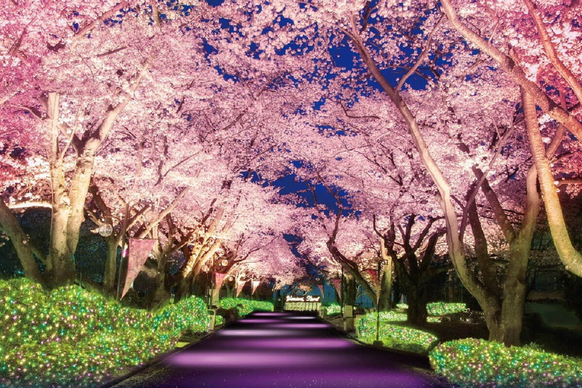 立体絵画の「桜並木のライトアップ」 北上展勝地の桜並木ライトアップ[25516033895]の写真・イラスト