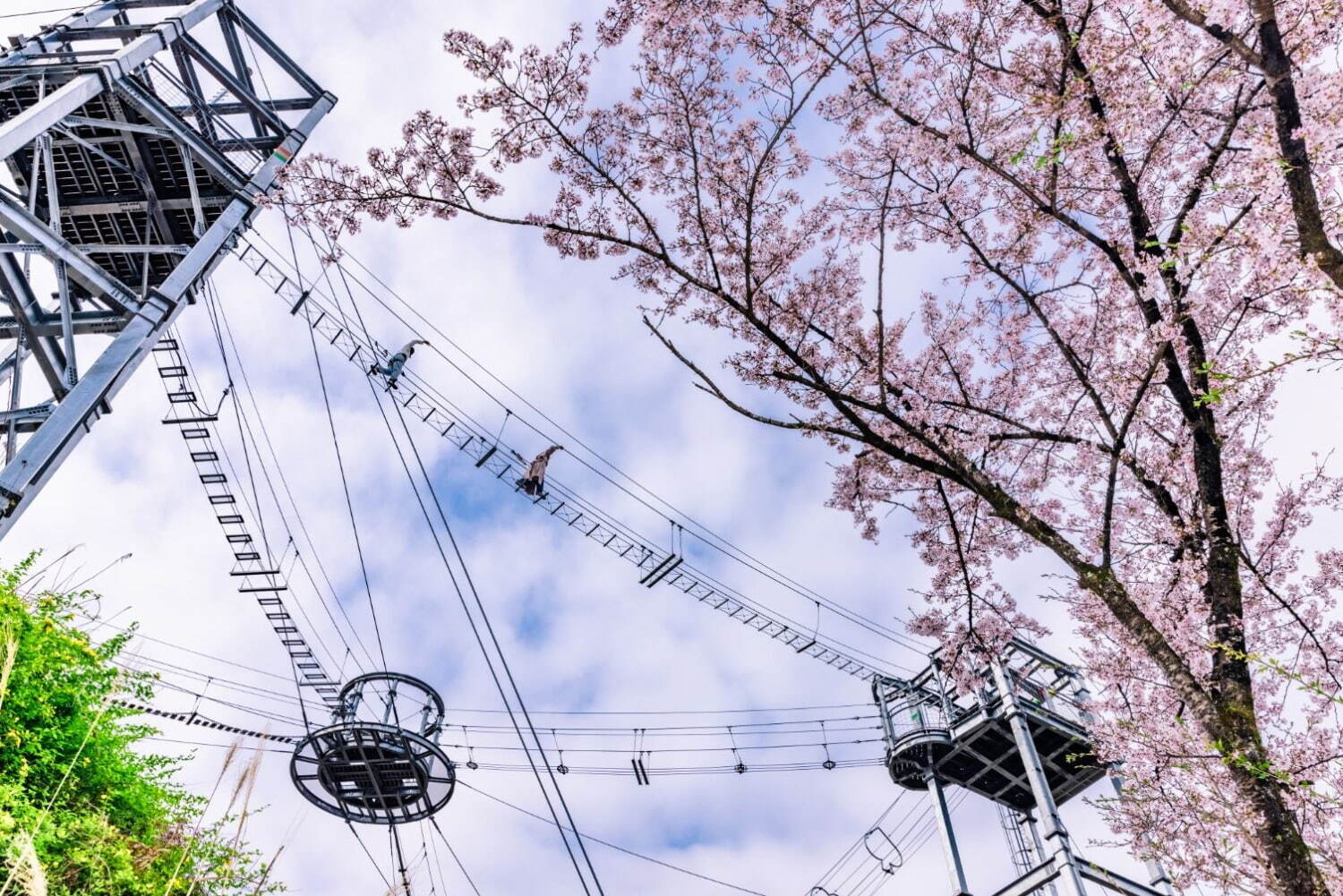 2,500本の桜が咲き誇るお花見イベント「さがみ湖桜まつり」"夜桜×光"の幻想的な競演も｜写真1