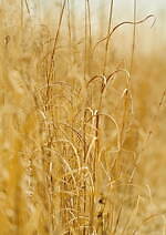 イレニサ 2022-23年秋冬コレクション、“朱”が持つ神聖さを閉じ込めて｜写真42