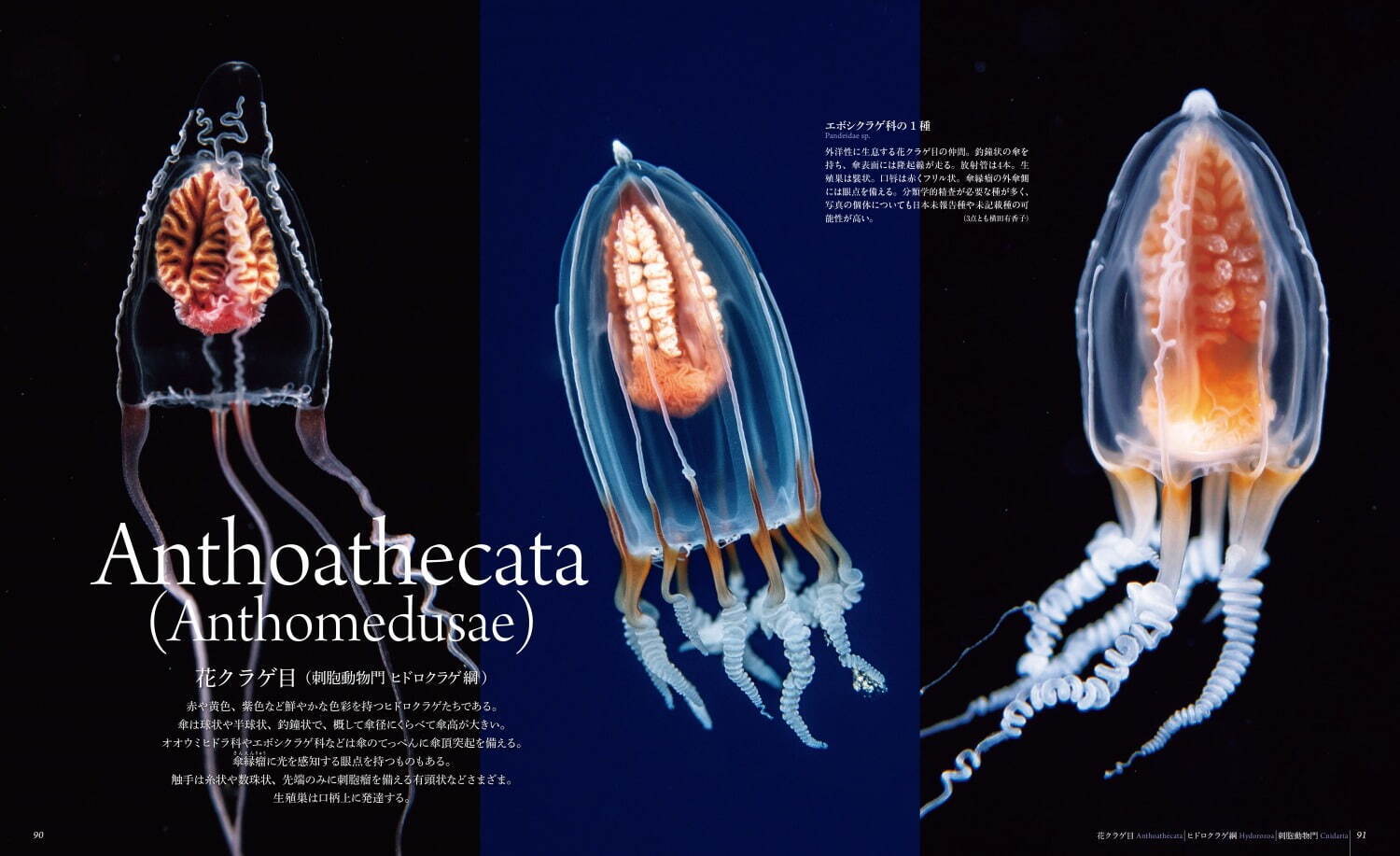 書籍 世界で一番美しいクラゲ図鑑 世界の海で撮影された 神秘的なクラゲ 写真約300点 ファッションプレス