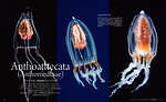 書籍『世界で一番美しいクラゲ図鑑』世界の海で撮影された“神秘的なクラゲ”写真約300点｜写真2