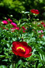 茨城“世界最大級”「つくば牡丹園」約800種類6万株の花々が咲き誇る牡丹・シャクヤク庭園｜写真6