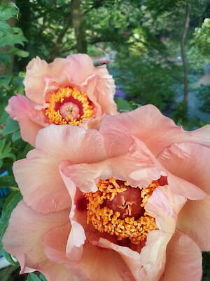 茨城“世界最大級”「つくば牡丹園」約800種類6万株の花々が咲き誇る牡丹・シャクヤク庭園｜写真2