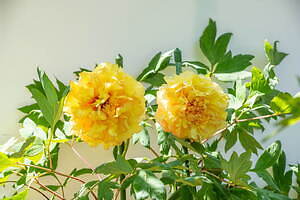 茨城“世界最大級”「つくば牡丹園」約800種類6万株の花々が咲き誇る牡丹・シャクヤク庭園｜写真3