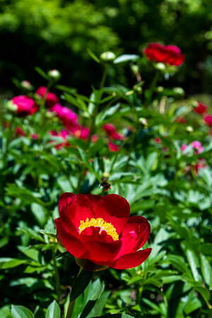 茨城“世界最大級”「つくば牡丹園」約800種類6万株の花々が咲き誇る牡丹・シャクヤク庭園｜写真6