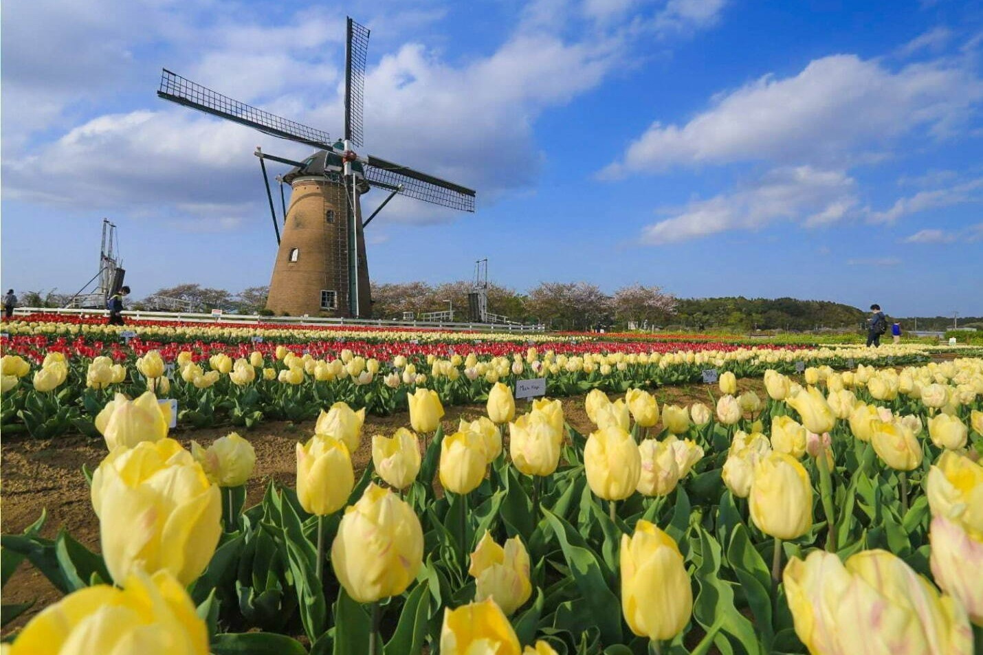 自転車｜「佐倉チューリップフェスタ2022」絶景55万本のチューリップ畑が千葉に、新鮮ソフトクリームも