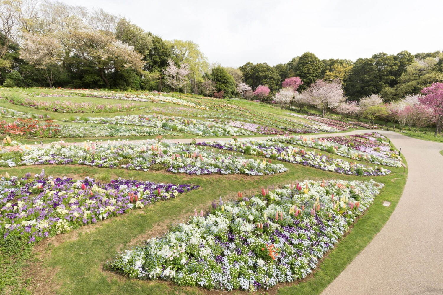 ガーデンネックレス横浜22 花と街歩き 山下公園 港の見える丘公園に桜並木やチューリップ ファッションプレス