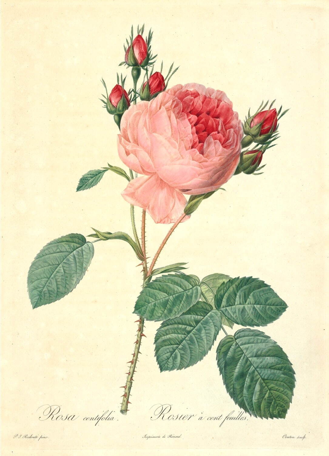 『バラ図譜』より《ロサ・ケンティフォリア》1817年