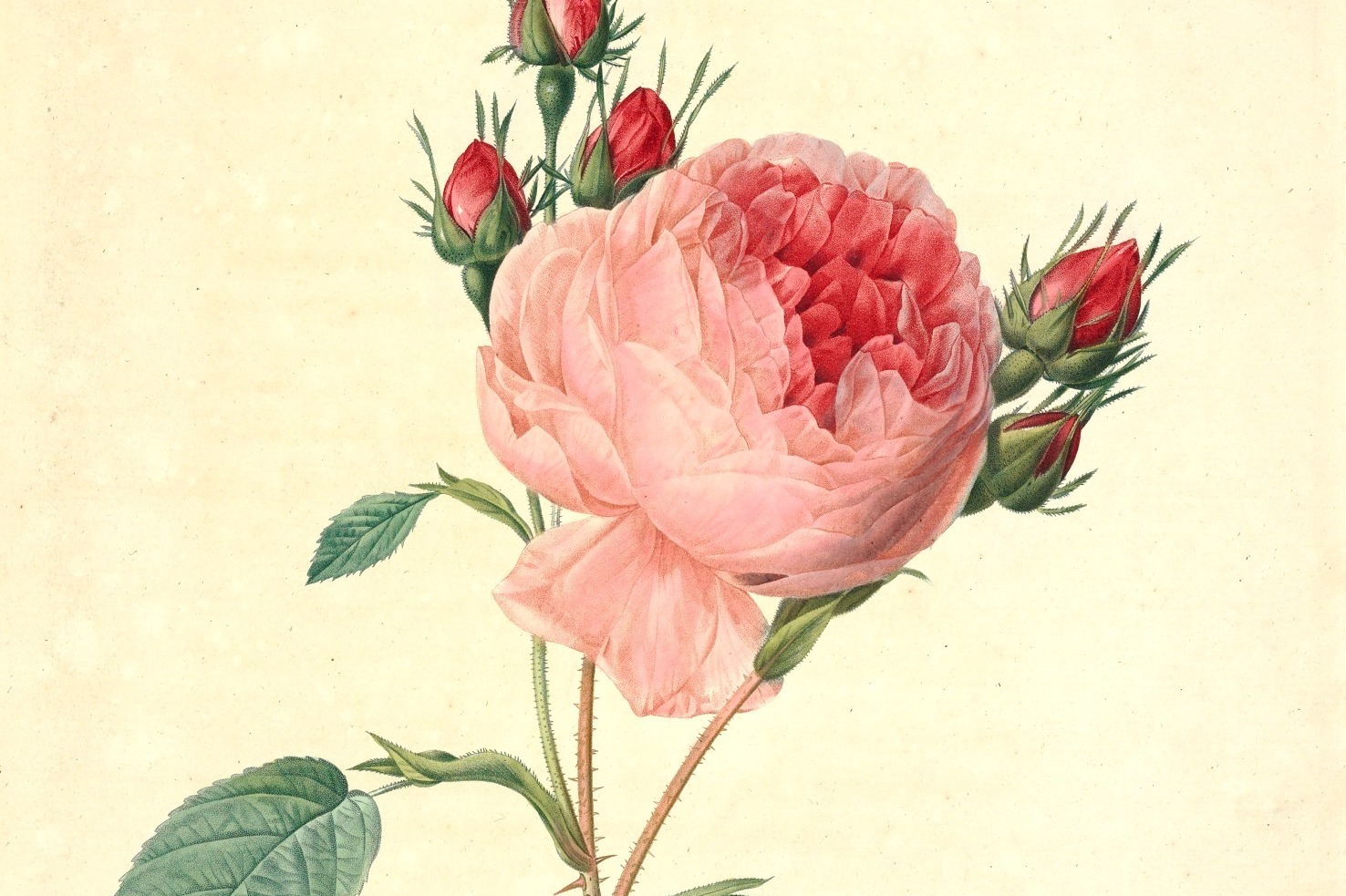 Amazon.co.jp: 薔薇空間 宮廷画家ルドゥーテとバラに魅せられた