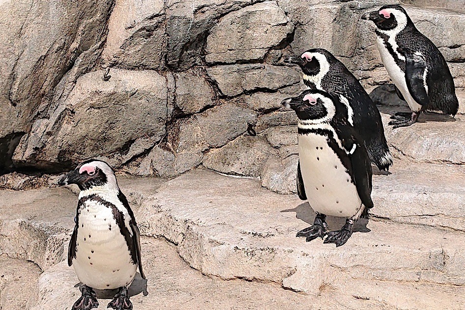 仙台うみの杜水族館"ケープペンギン"の生活を見られる新施設、南アフリカの生息地を再現｜写真3