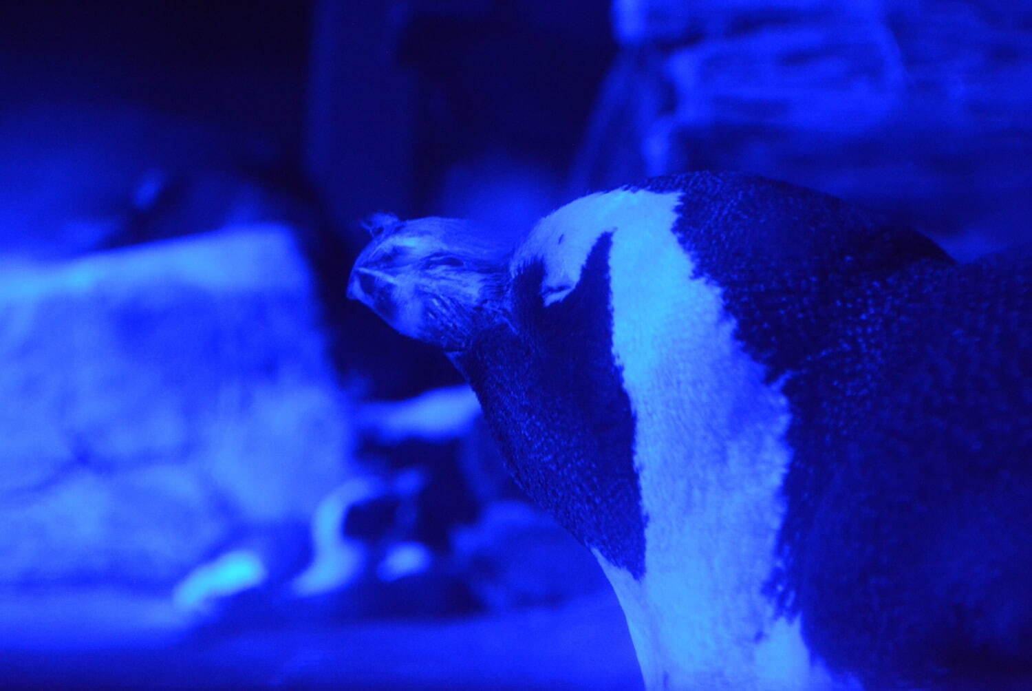 京都水族館「夜のすいぞくかん」“夜だけ見れる”魚の大群＆ペンギンの寝顔、イルカのナイトパフォーマンス｜写真6