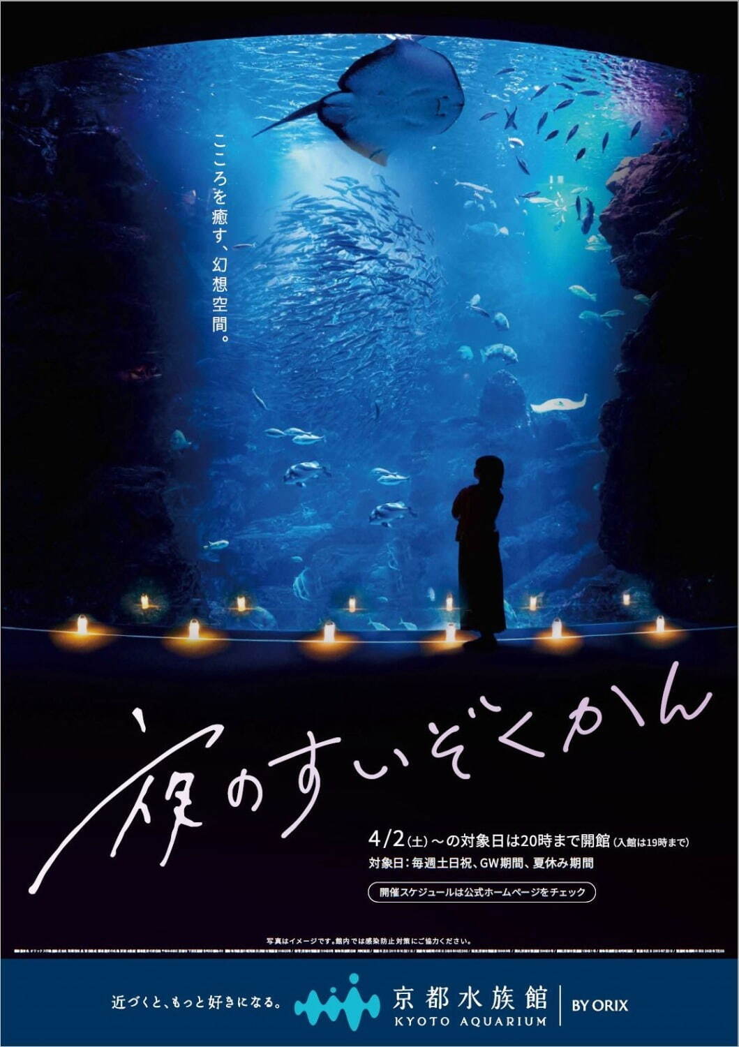 京都水族館「夜のすいぞくかん」“夜だけ見れる”魚の大群＆ペンギンの寝顔、イルカのナイトパフォーマンス｜写真1