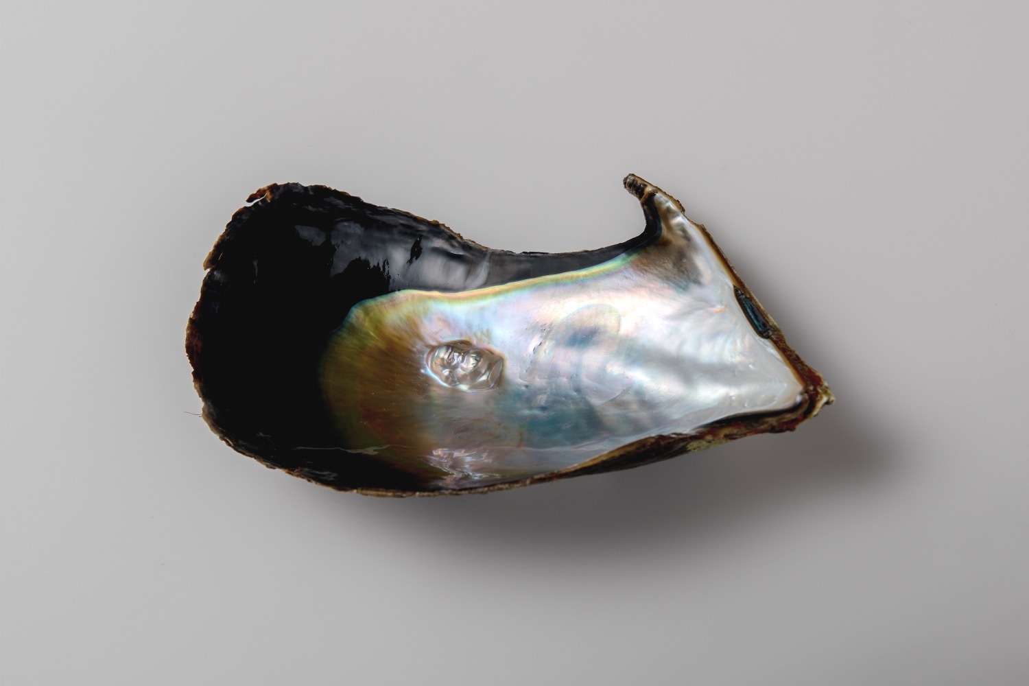 美術館｜AKI INOMATAの個展が金沢21世紀美術館で、“貝殻”の能動的な振る舞いに着目した作品を紹介