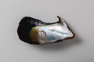 AKI INOMATAの個展が金沢21世紀美術館で、“貝殻”の能動的な振る舞いに着目した作品を紹介