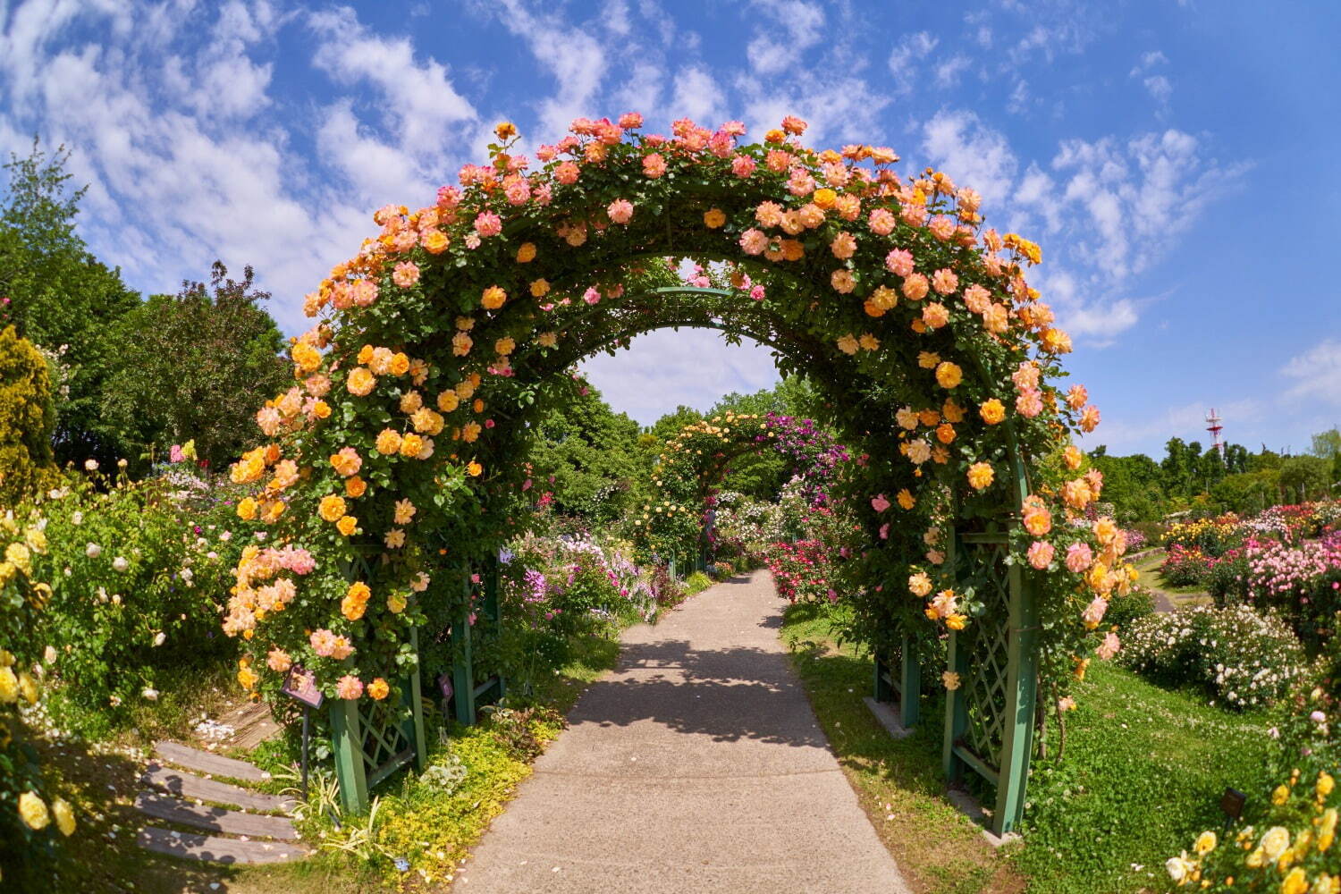 1万株の薔薇が咲き誇る「京成バラ園」春イベント、“バラの香り”を楽しむメリーゴーランド誕生｜写真3