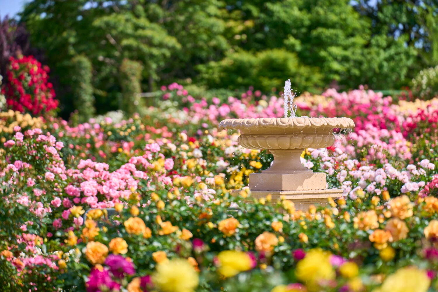 1万株の薔薇が咲き誇る 京成バラ園 春イベント バラの香り を楽しむメリーゴーランド誕生 ファッションプレス