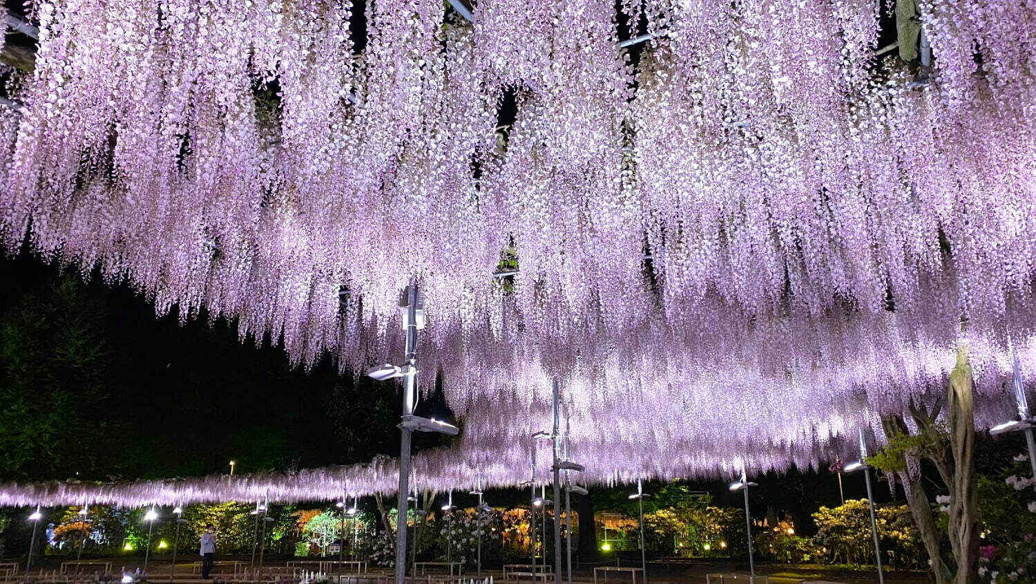 うす紅藤：2022年4月21日(木)午後＝満開