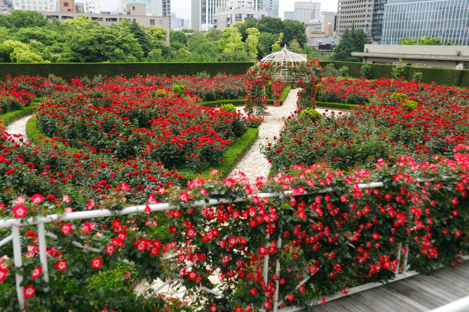 ホテルニューオータニ(東京)「レッドローズガーデン」"満開のバラ園"でお花見&アフタヌーンティー|写真5