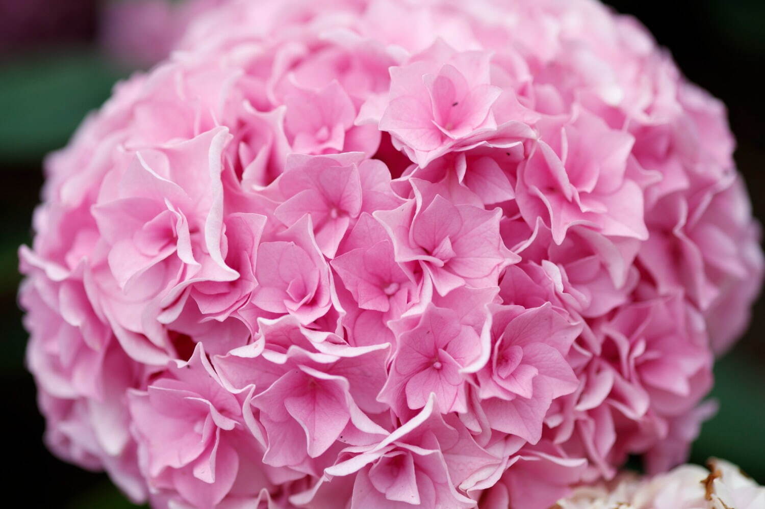 ハウステンボス“100万本のバラ&1,250品種のあじさい”咲く初夏イベント、夜はイルミネーションも｜写真3