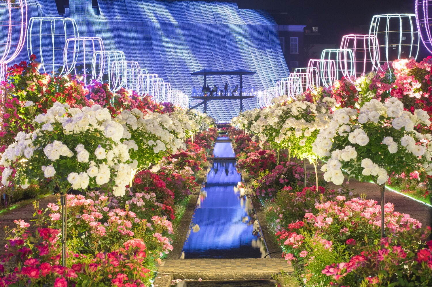 ハウステンボス“100万本のバラ&1,250品種のあじさい”咲く初夏イベント、夜はイルミネーションも｜写真17