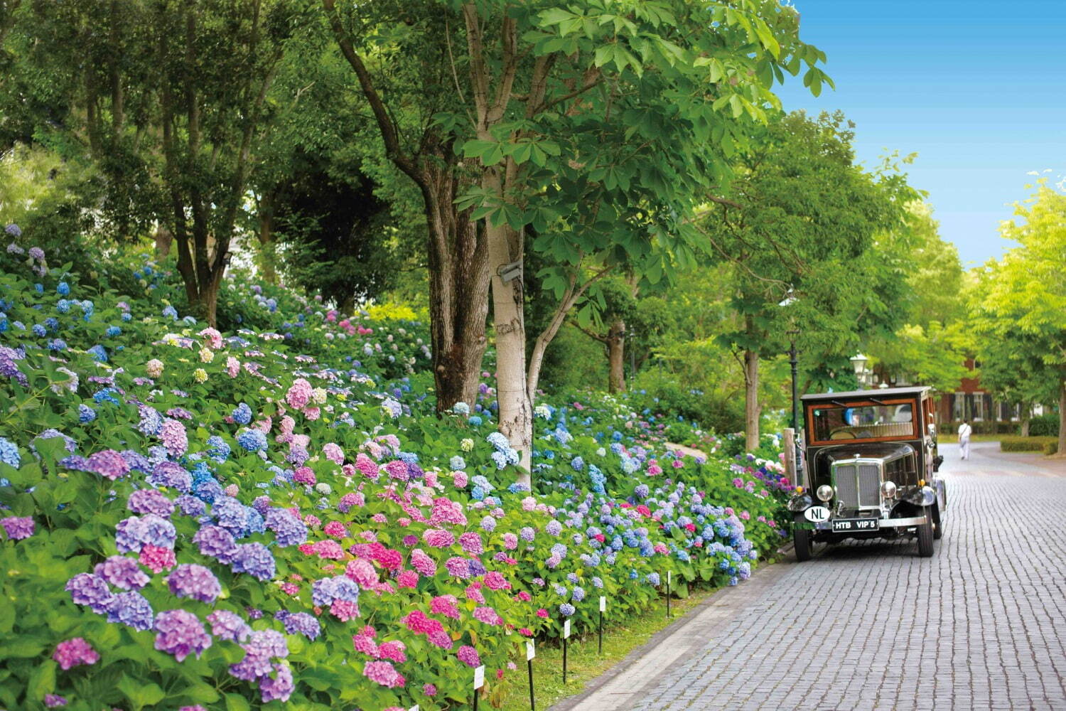 ハウステンボス“100万本のバラ&1,250品種のあじさい”咲く初夏イベント、夜はイルミネーションも｜写真8