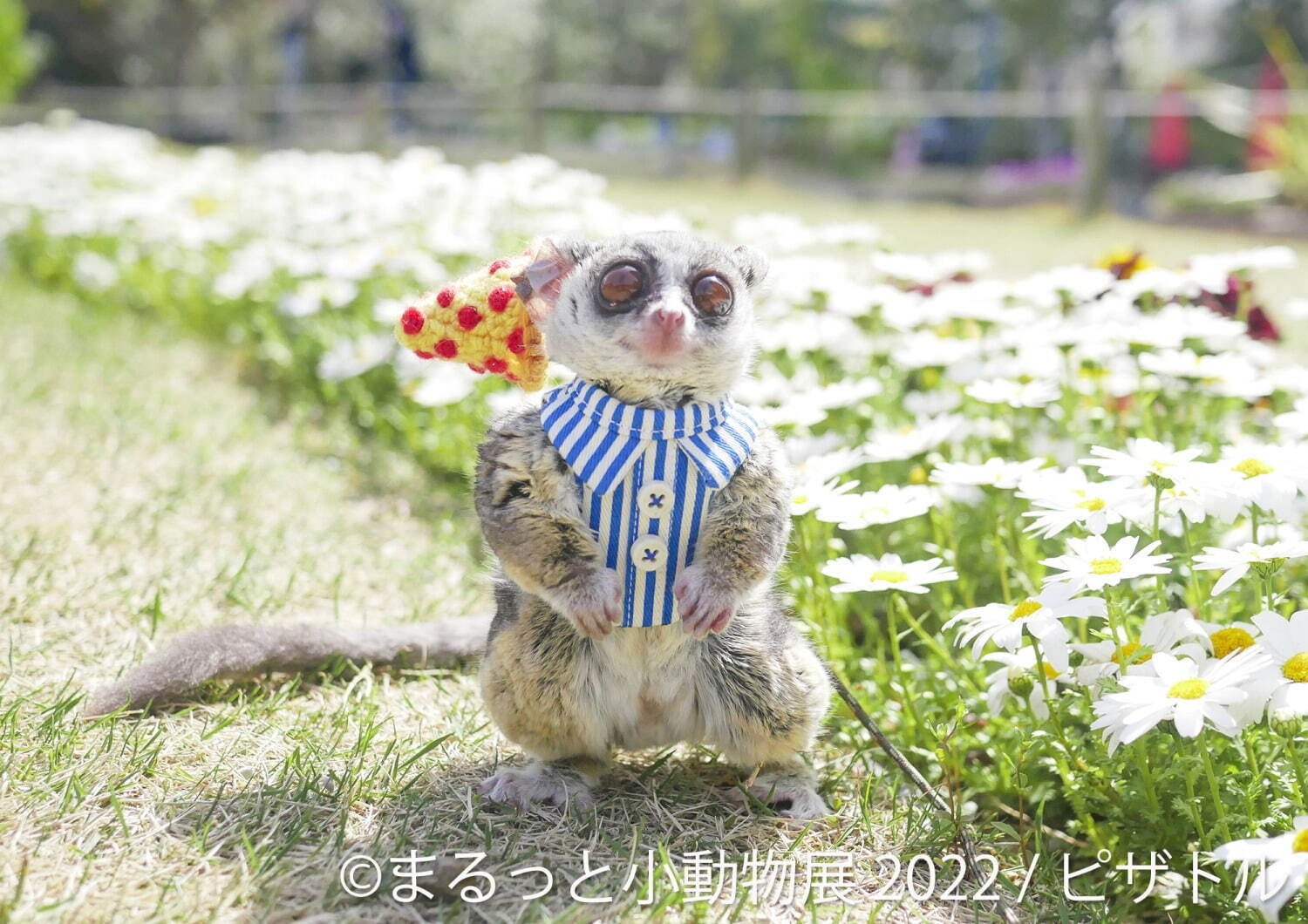 「まるっと小動物展 2022」名古屋＆東京で、ハムスターやリスなど小動物たちの写真展＆グッズ販売｜写真8