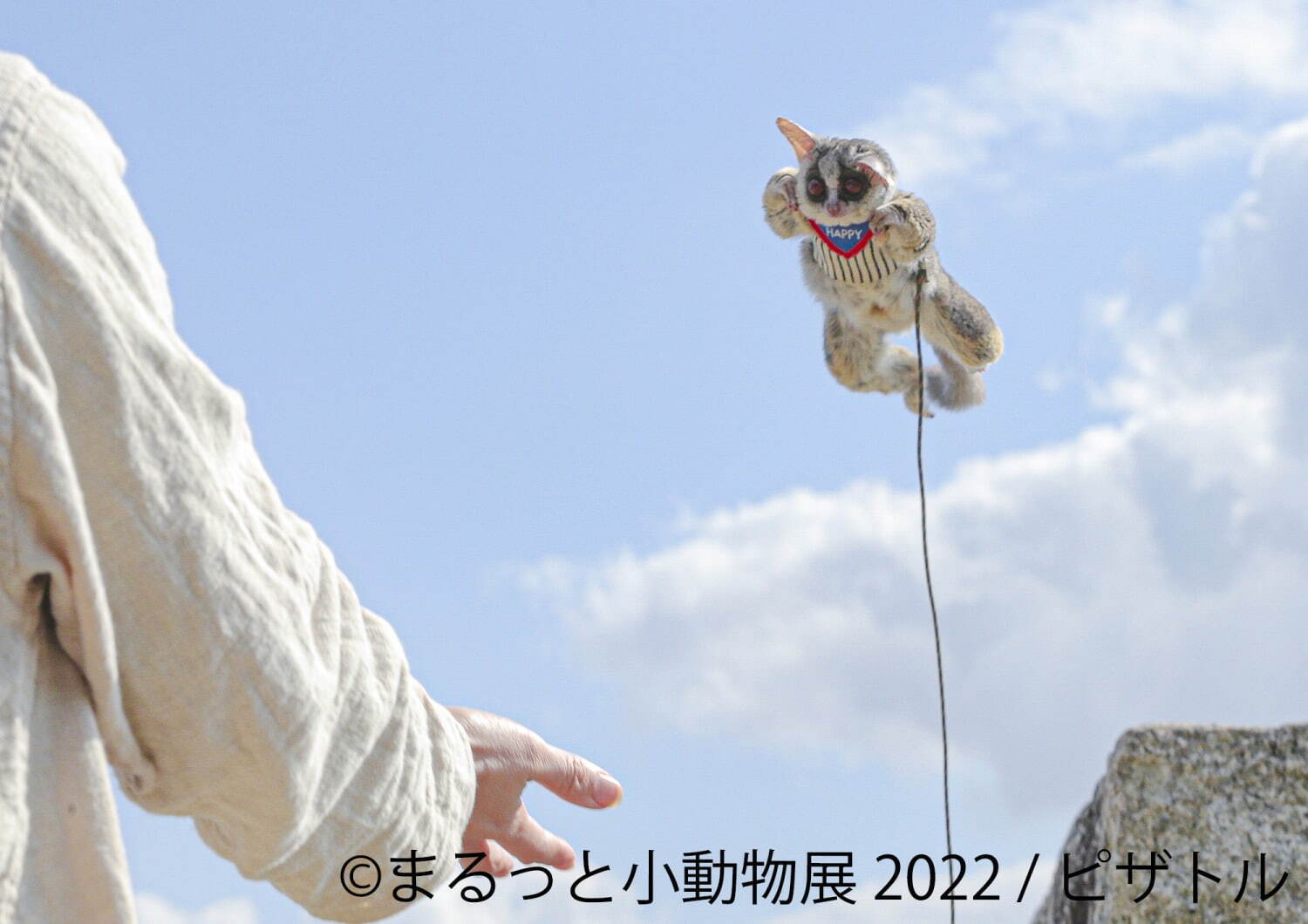 「まるっと小動物展 2022」名古屋＆東京で、ハムスターやリスなど小動物たちの写真展＆グッズ販売｜写真7