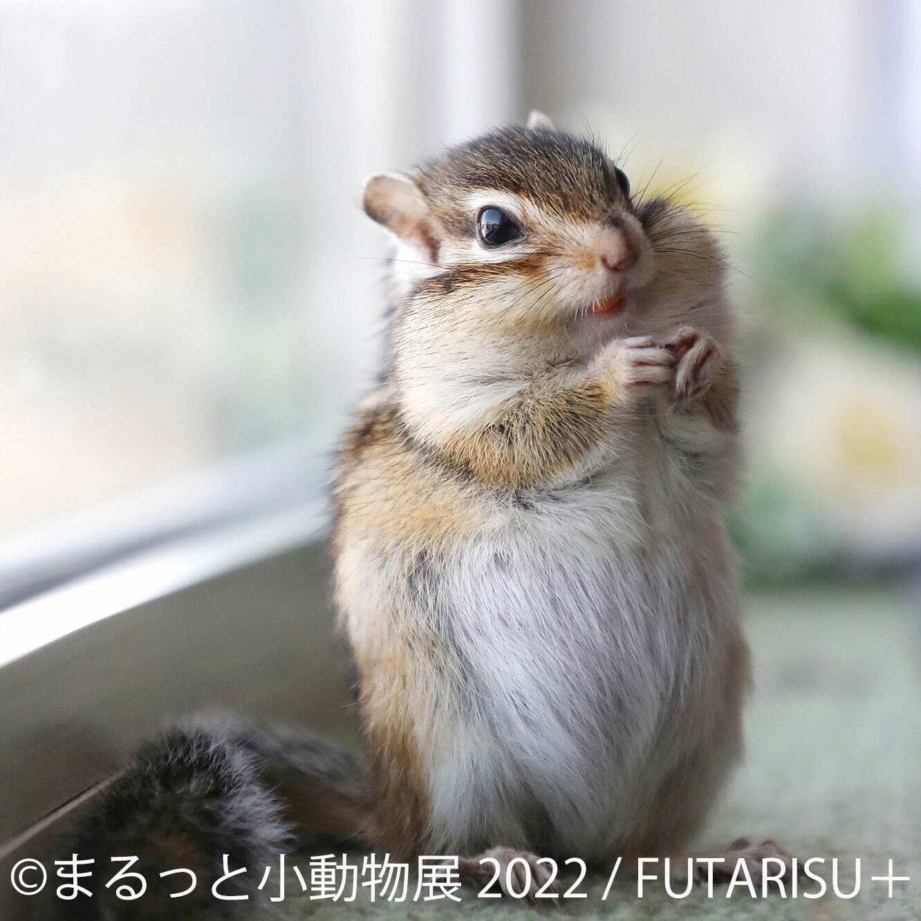 「まるっと小動物展 2022」名古屋＆東京で、ハムスターやリスなど小動物たちの写真展＆グッズ販売｜写真4