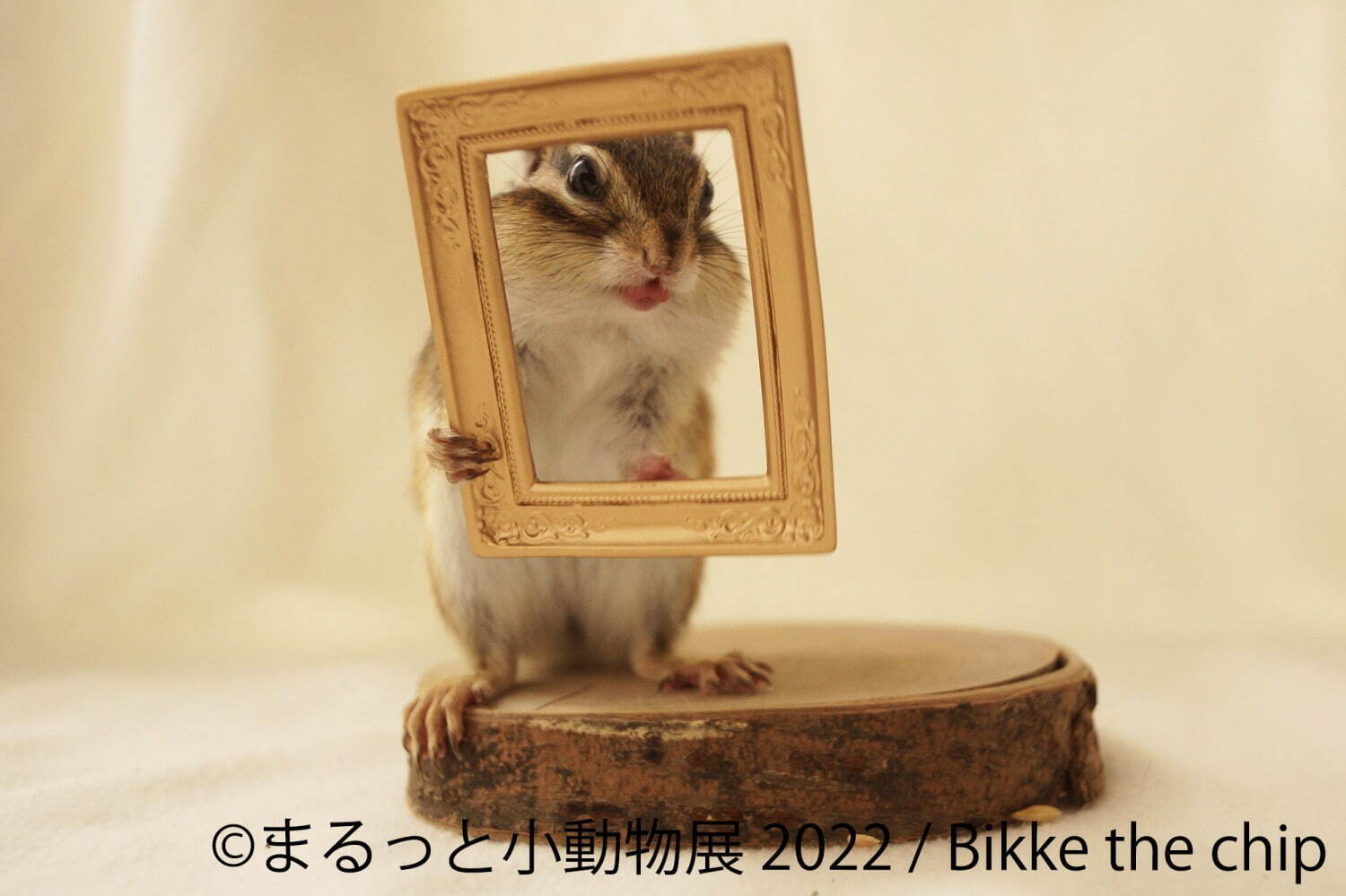 「まるっと小動物展 2022」名古屋＆東京で、ハムスターやリスなど小動物たちの写真展＆グッズ販売｜写真2