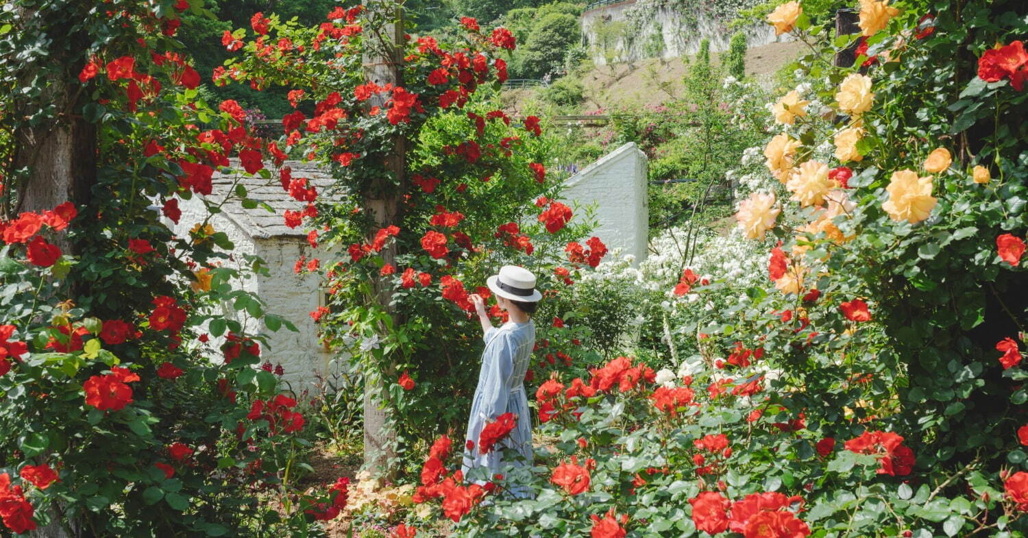 熱海のローズガーデン「アカオ フォレスト」600種4,000株のバラが咲き誇る初夏のローズフェスタ｜写真1
