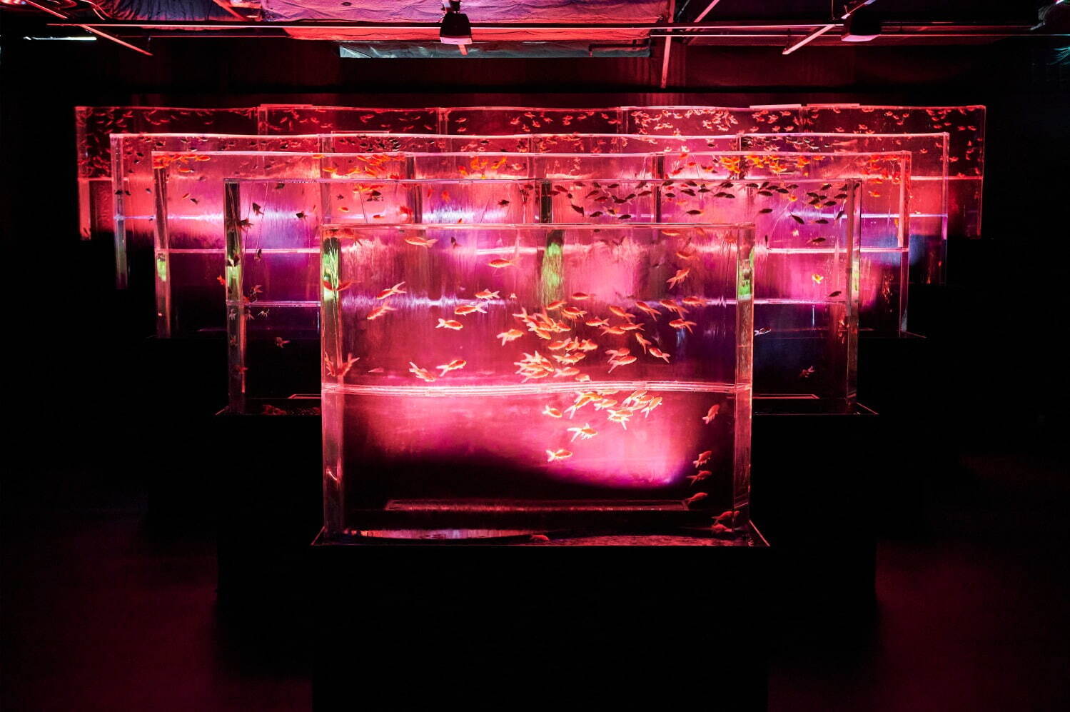 「アートアクアリウム美術館 GINZA」銀座三越にオープン、金魚が舞泳ぐ常設アート空間｜写真3