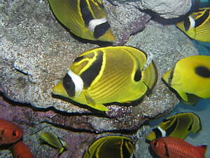 マクセル アクアパーク品川“花と緑”の初夏イベント、花が咲くイルカショーや音×光のクラゲ水槽｜写真8